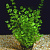 Микрантенум Тенистый, в горшочке (micranthemum umbrosum)